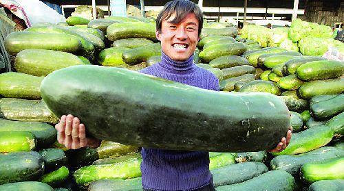 吃瓜群众减肥方案,健康享瘦，快乐生活