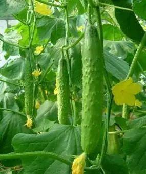 吃紫瓜的功效,天然保健品，健康生活必备