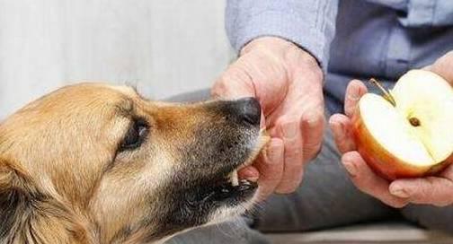 谁家狗这么吃瓜,瓜田里欢乐多