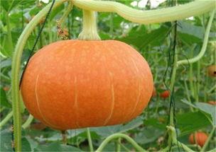 酒吧近期吃瓜事件,揭秘近期酒吧圈内的神秘风波