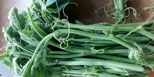 吃瓜尖有什么,探寻美食背后的故事