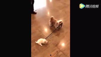 挽留吃瓜,一场关于挽留的甜蜜较量