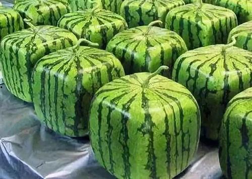 吃瓜系统127,带你领略网络舆论的奇妙世界