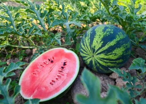 京唐港吃瓜,瓜田里的繁华盛景