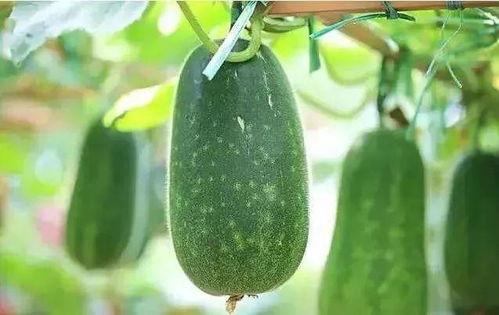 春瓜可以吃吗,春季必尝的健康佳品