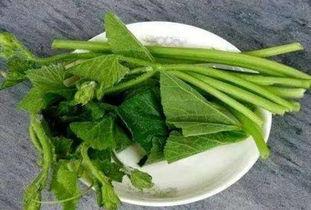 瓜儿藤怎么吃,探索美味与营养的完美结合