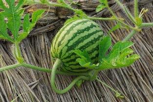 瓜儿藤怎么吃,探索美味与营养的完美结合