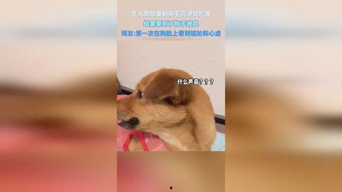 小狗沉浸式吃哈密瓜,哈密瓜盛宴的欢乐时光