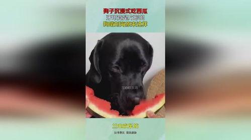小狗沉浸式吃哈密瓜,哈密瓜盛宴的欢乐时光