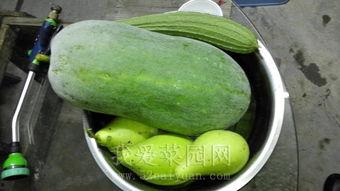 成都爱秀吃瓜,爱秀吃瓜背后的味蕾狂欢