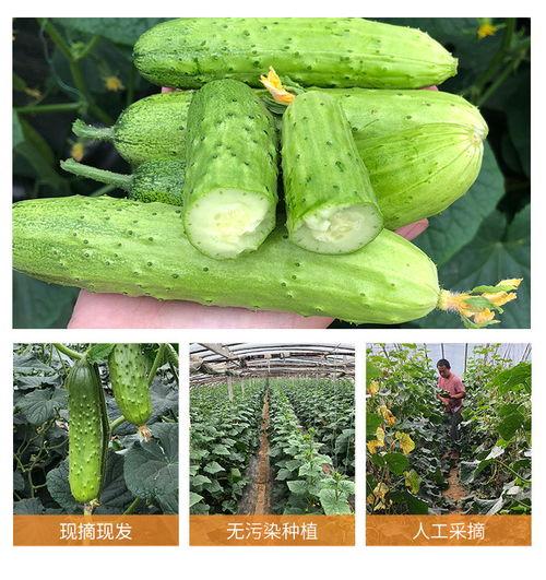 怀孕可以吃摘瓜,安全享用摘瓜的甜蜜滋味