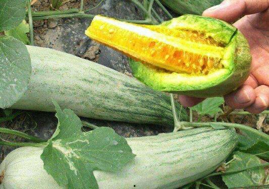 怀孕可以吃摘瓜,安全享用摘瓜的甜蜜滋味