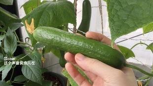 怀孕可以吃摘瓜,安全享用摘瓜的甜蜜滋味