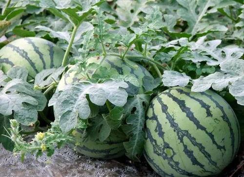 石花山吃瓜,一场别开生面的吃瓜狂欢之旅