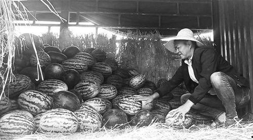 汝阳吃瓜群众案件,网络舆论下的法律边界探讨