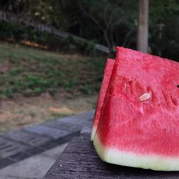 吃瓜甜种瓜累,揭秘瓜农的甜蜜与辛酸