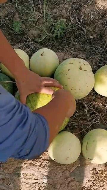 吃瓜要吃有籽,揭秘有籽瓜果的独特魅力